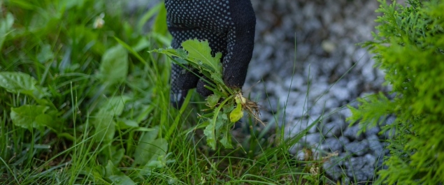 D&eacute;sherbage manuel voirie Li&eacute;vin